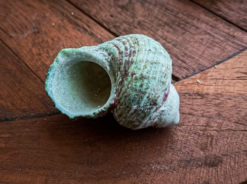 Turbo chrysostomus observed 2026-09-27