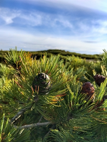 Pinus pumila, photograph 3
