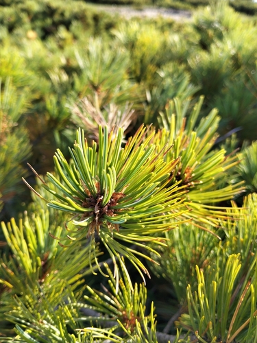 Pinus pumila, photograph 4