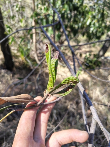 Acacia aulacocarpa observed 2026-09-27