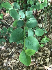 Cotoneaster integerrimus