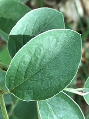 Cotoneaster integerrimus