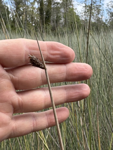Lepironia articulata observed 2026-09-27