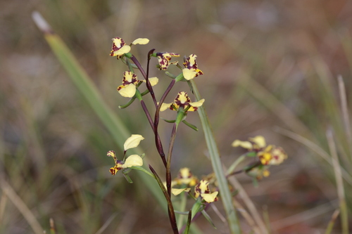 Diuris pardina