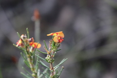 Dillwynia sericea