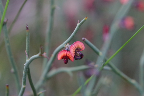 Daviesia brevifolia
