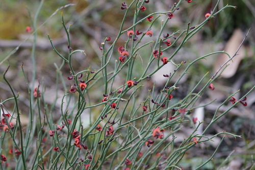 Daviesia brevifolia, photograph 1