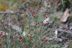 Daviesia brevifolia, photograph author not stated, no rights reserved