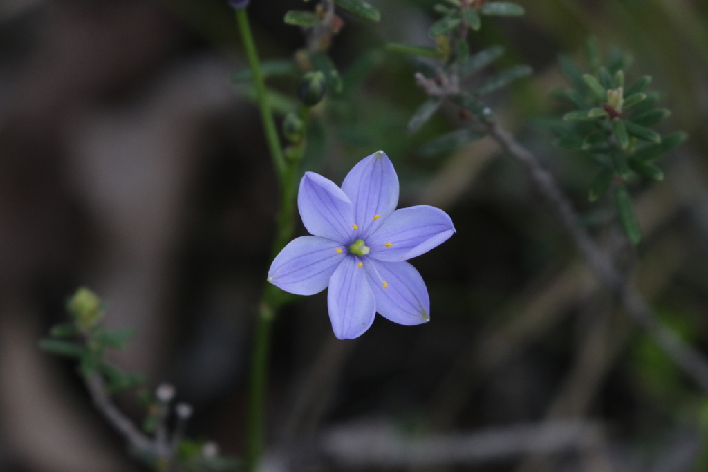 Chamaescilla corymbosa; photograph author not stated, no rights reserved