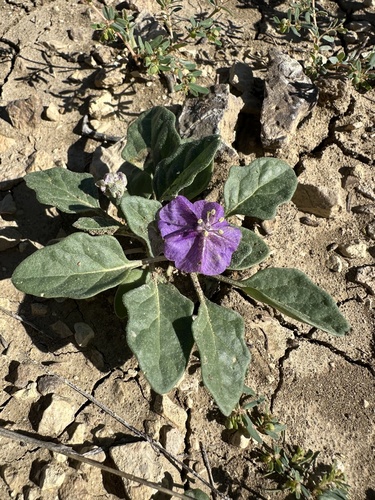 Quincula lobata