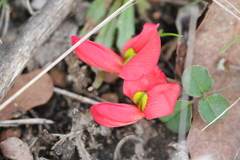 Kennedia prostrata