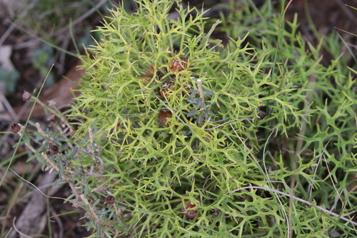 Isopogon ceratophyllus