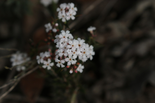 Leucopogon virgatus