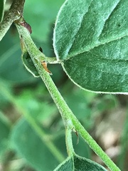 Cotoneaster integerrimus