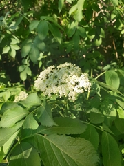 Sambucus nigra