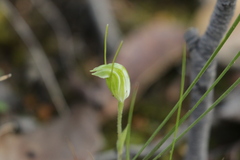 Pterostylis nana