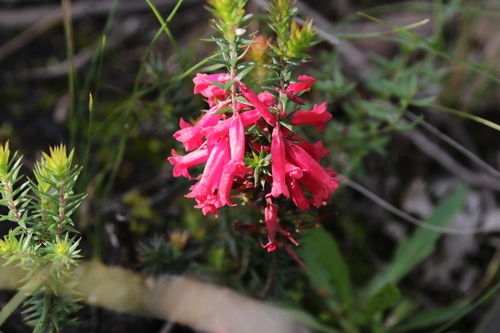 Epacris impressa, photograph 1