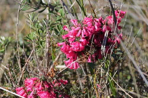 Epacris impressa