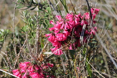 Epacris impressa
