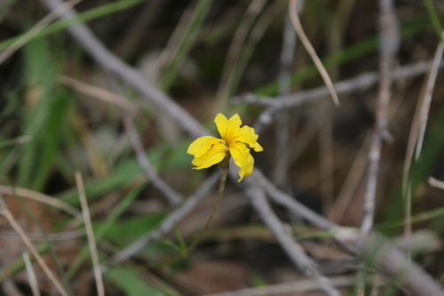 Goodenia geniculata