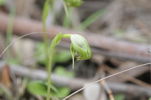 Pterostylis nutans
