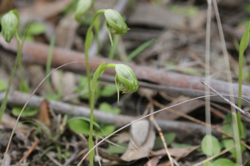 Pterostylis nutans, photograph 1