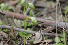 Pterostylis nutans, photograph author not stated, no rights reserved