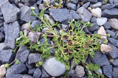 Cotula australis