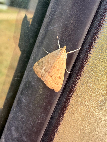 Garden Webworm Moth
