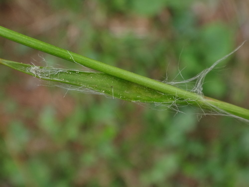 Image of Luzula luzulina by (c) Christian Berg, some rights reserved (CC BY)