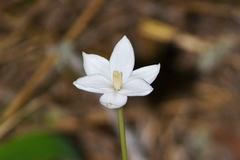 Zephyranthes chlorosolen