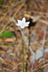Zephyranthes chlorosolen, photograph (c) Wes Copas, some rights reserved (CC BY)