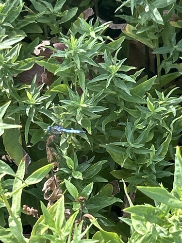 Blue Dasher