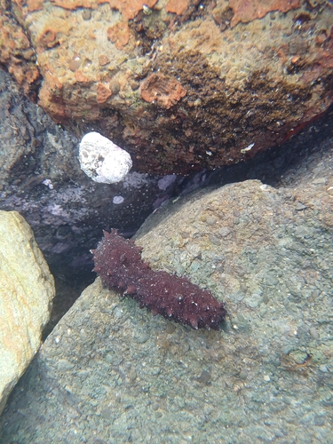 Australasian Brown Sea Cucumber