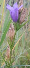 Gentiana pneumonanthe