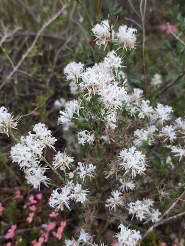 Andersonia aristata observed 2026-09-25