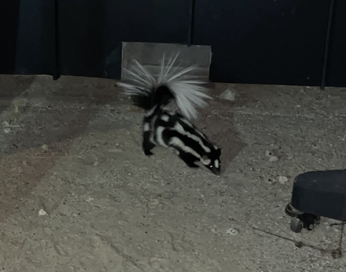 Western Spotted Skunk
