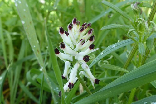 Fumaria capreolata
