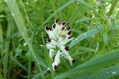 Fumaria capreolata, photograph (c) Aalbert Rebergen, some rights reserved (CC BY)
