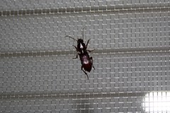 Stenomorphus californicus