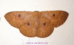 Semaeopus illimitata
