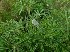 Icaricia icarioides blackmorei