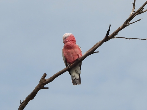 Galah