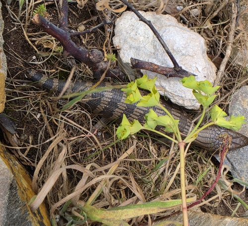 Common Bluetongue
