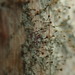 Chaenotheca chlorella - Photo (c) Jurga Motiejūnaitė, μερικά δικαιώματα διατηρούνται (CC BY-NC), uploaded by Jurga Motiejūnaitė