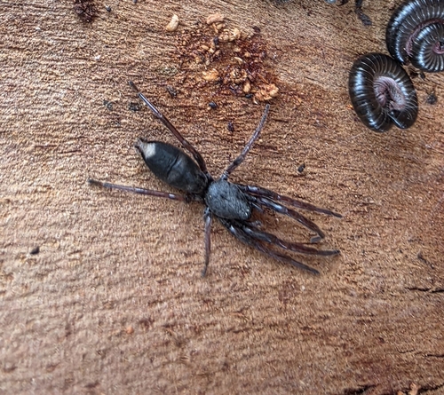 Common White-tail Spider