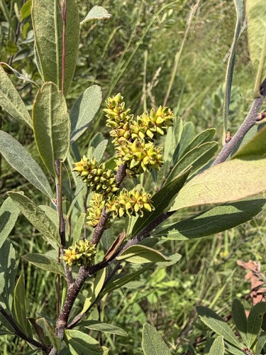 Myrica gale