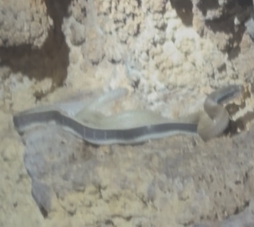 Beauty Ratsnake