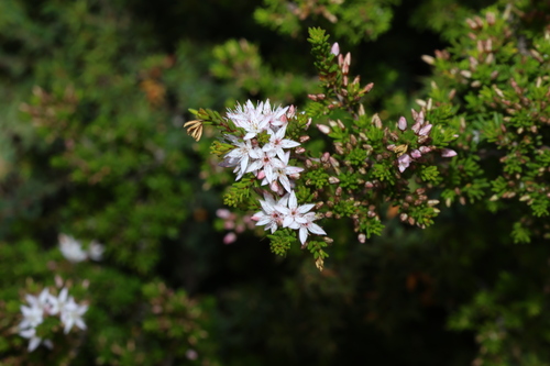 Calytrix tetragona