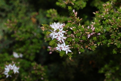 Calytrix tetragona